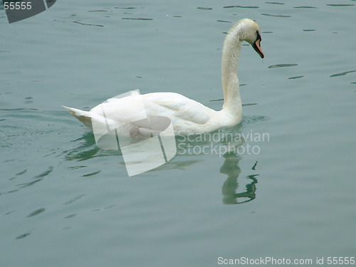 Image of white swan (little)