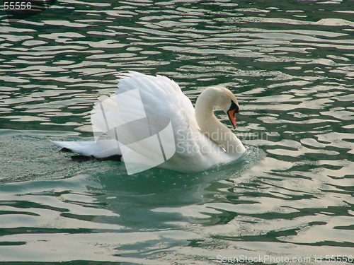 Image of Big swan