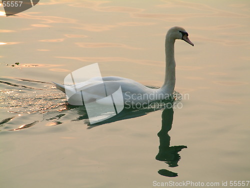 Image of kind swan
