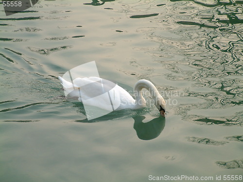 Image of drinkin' swan