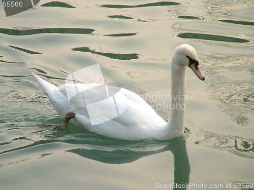 Image of swan