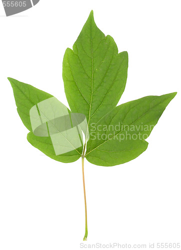 Image of leaf