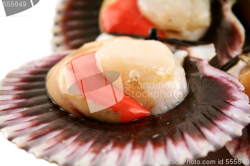 Image of Sea Scallops