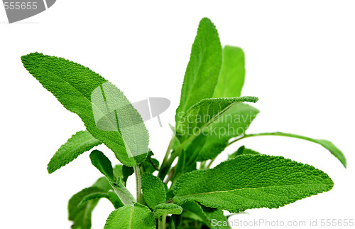 Image of Fresh Sage