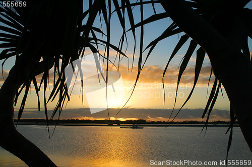 Image of Pandanus Trees Sunrise