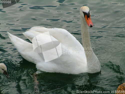 Image of female swan