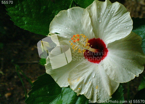 Image of white flower