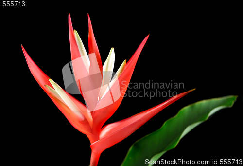 Image of Heliconia 1