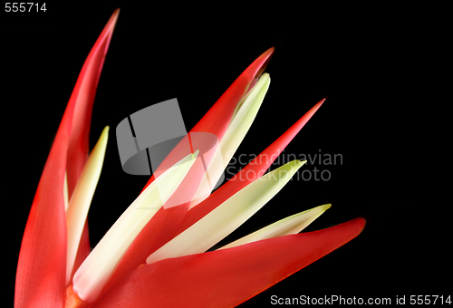Image of Heliconia 3