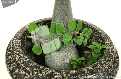 Image of Mortar And Pestle With Oregano