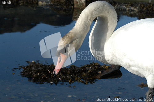 Image of Swan_6_27.04.2005