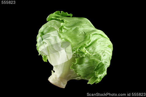 Image of Lettuce 1