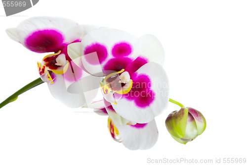 Image of Orchid