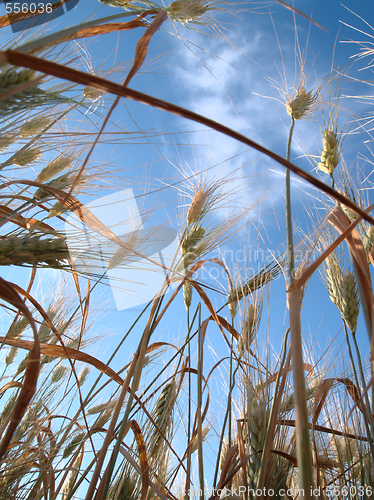 Image of Cereals