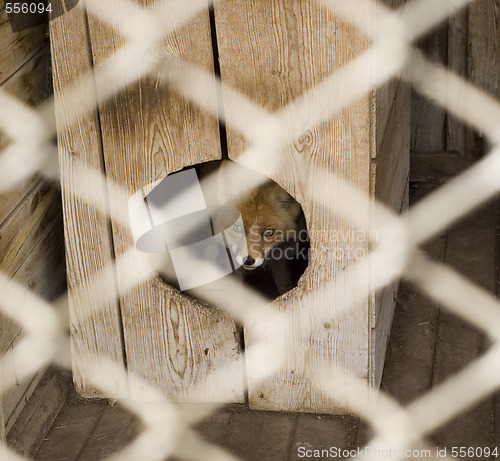 Image of fox in the zoo