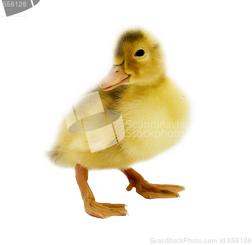 Image of cute duckling