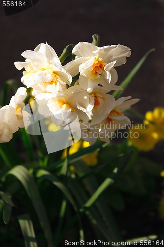 Image of daffodils growing in the garden