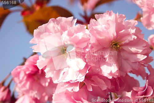 Image of cherry blossom