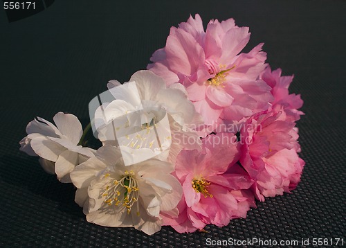 Image of cherry blossom
