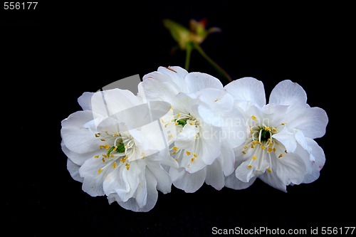 Image of white cherry blossom