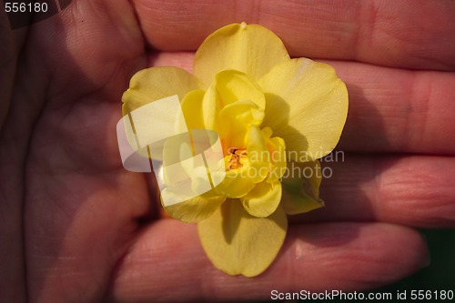 Image of narcissus in a hand