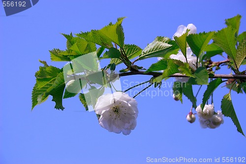 Image of white cherry blossom