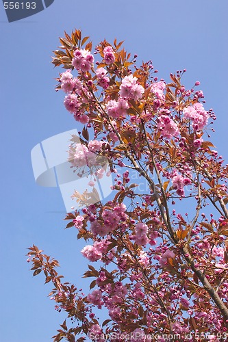 Image of cherry blossom