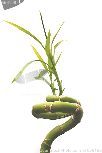 Image of twisted bamboo isolated