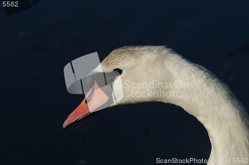 Image of Swan_7_27.04.2005