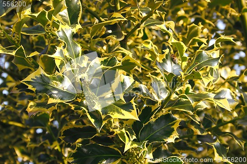 Image of holly bush