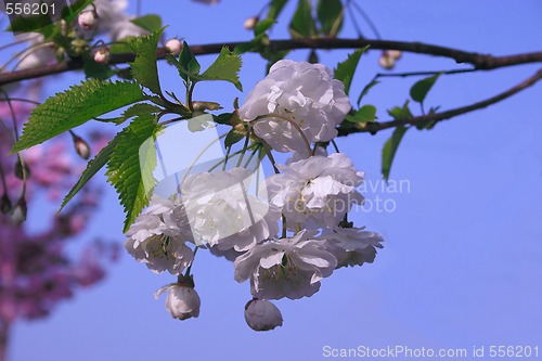 Image of white cherry blossom