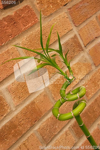 Image of twisted bamboo against a wall