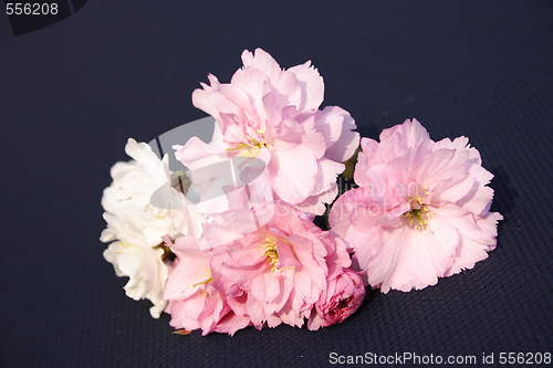 Image of pink and white cherry blossoms