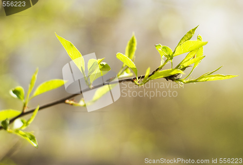 Image of twig