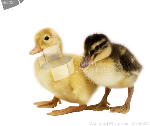 Image of two ducklings