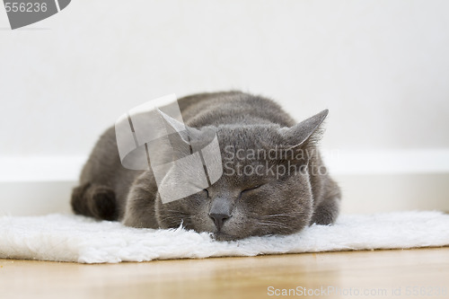 Image of sleepy gray cat