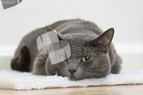 Image of gray cat