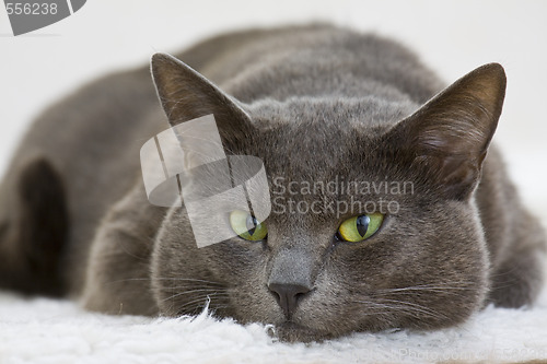 Image of gray cat