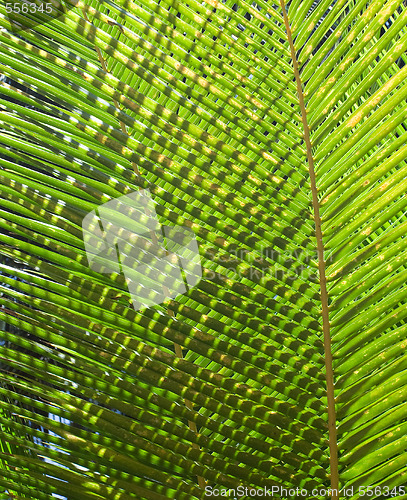Image of Palm Leaves