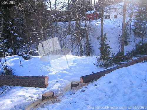 Image of Fallen trees