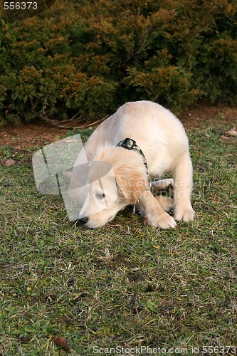 Image of Golden Retriever Puppy Sniffing