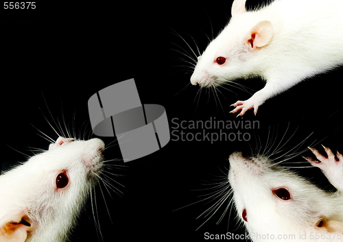 Image of White Rat Trio