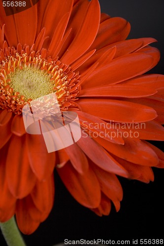 Image of red gerbera