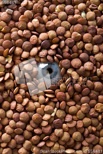 Image of eye and lentil