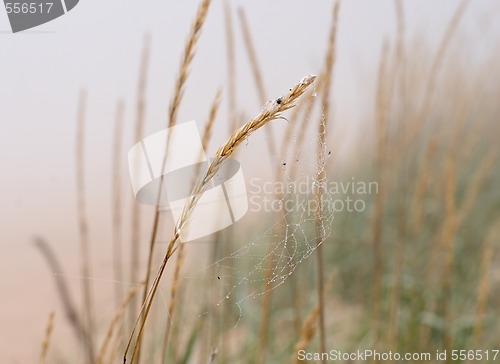 Image of foggy grass