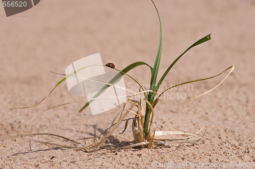 Image of grass , sand and ladybug