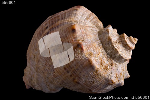 Image of conch shell 