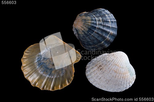 Image of conch shell