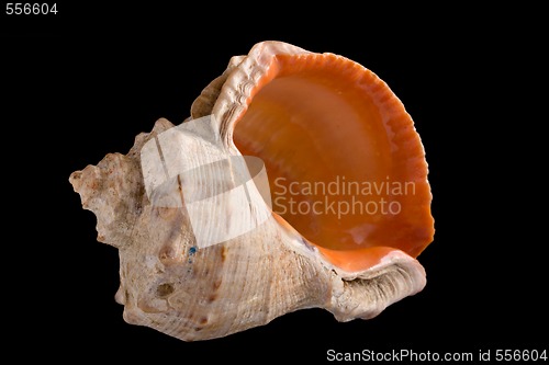 Image of conch shell