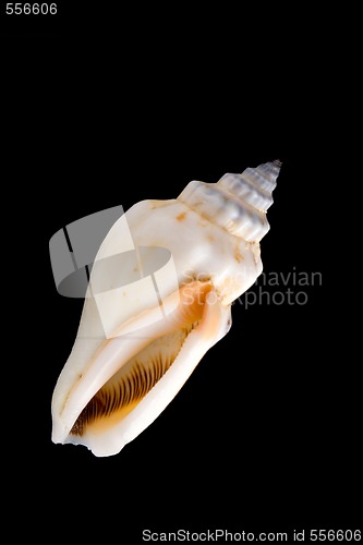 Image of conch shell